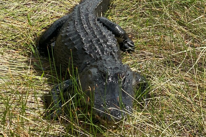 Everglades National Park: 3 Hikes + 90 Minute Boat Tour + Lunch - Good To Know