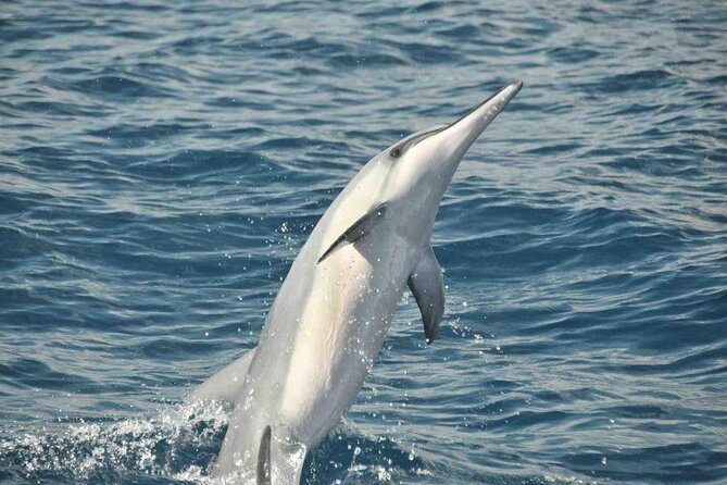 Exclusive Waikiki Yacht Snorkel With Lunch and Bevs - Overview of the Snorkeling Experience