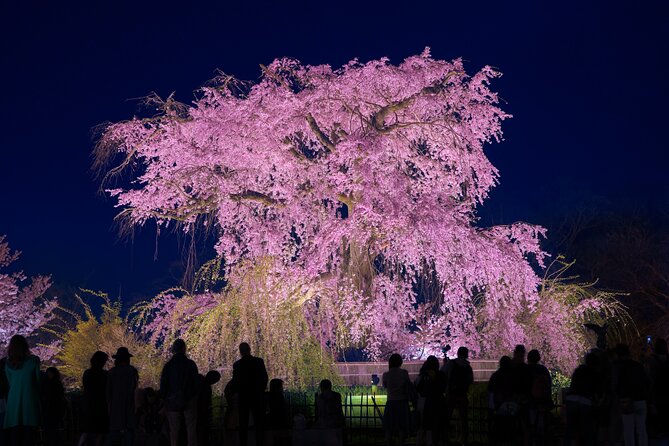 Explore Kyoto's 1,000-Year-Old Nighttime Cherry Blossoms! - Good To Know