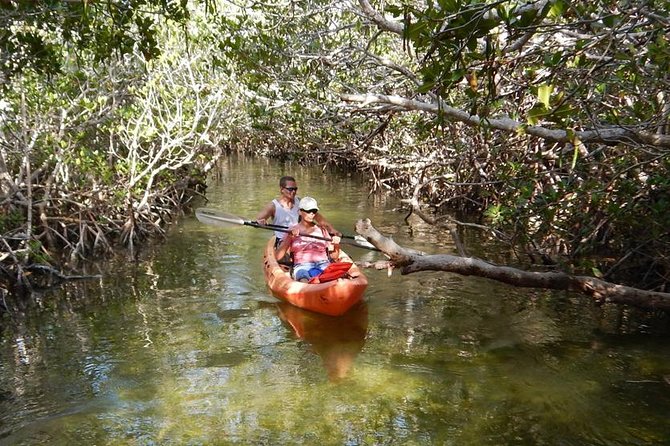 Explore Mangrove Creeks With an All Day Sup/Single Kayak Rental - Good To Know