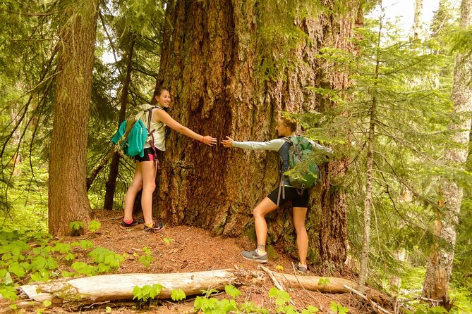 Explore Snoqualmie, Waterfalls and an Ancient Forest - Good To Know