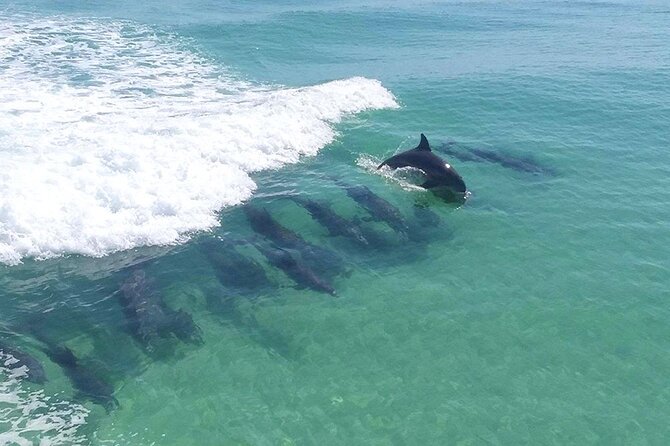 Flippers Adventures 2 Stop Snorkeling and Dolphin Cruise - Good To Know
