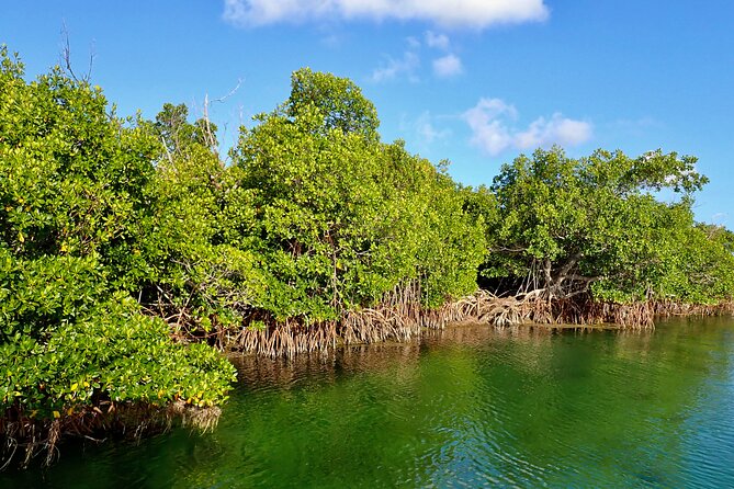 Florida Keys Backcountry Eco Tour From Big Pine Key - Good To Know