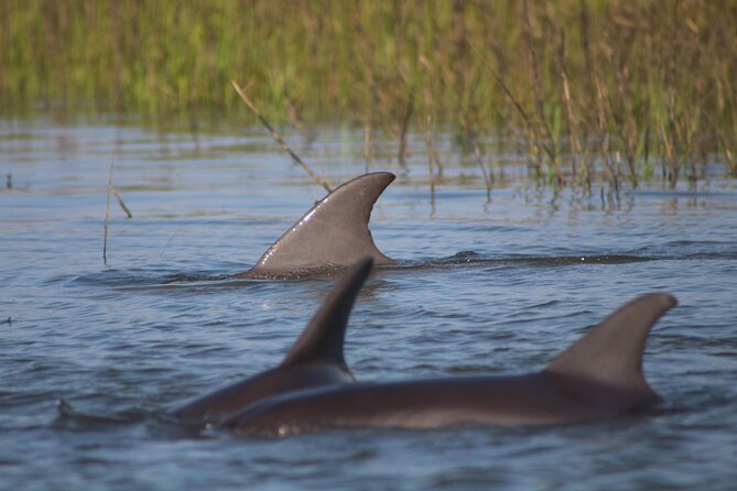 Folly Beach Eco Boat Excursion and Morris Island Drop Off - Good To Know
