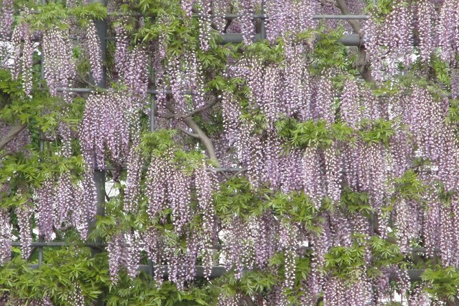 For a Limited Time, Wisteria Festival Ashikaga, 2-12 Guests - Good To Know
