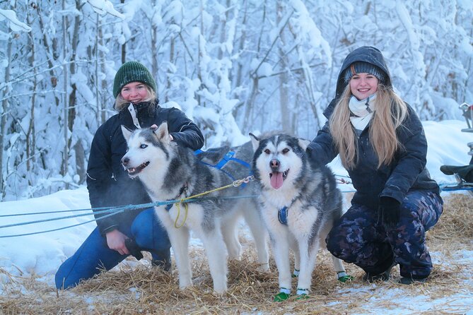 Free Pickup - Alaskan Husky Dog Sledding With Free Photo Service - Good To Know