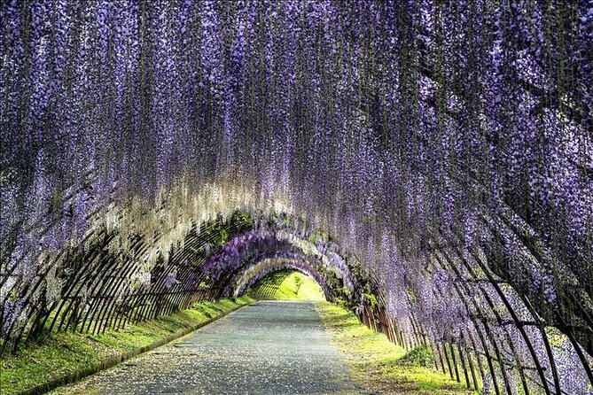 French Dining at Matsumoto Residence and Kawachi Wisteria YokaBus - Good To Know
