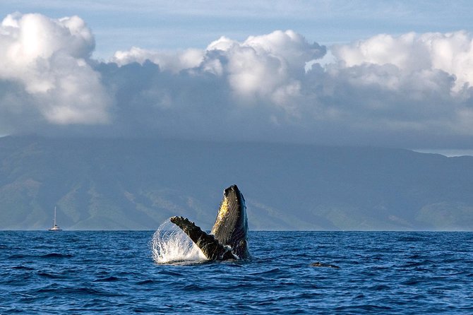 From Maalaea Harbor, Maui: Whale Watch Cruise Aboard Malolo - Good To Know