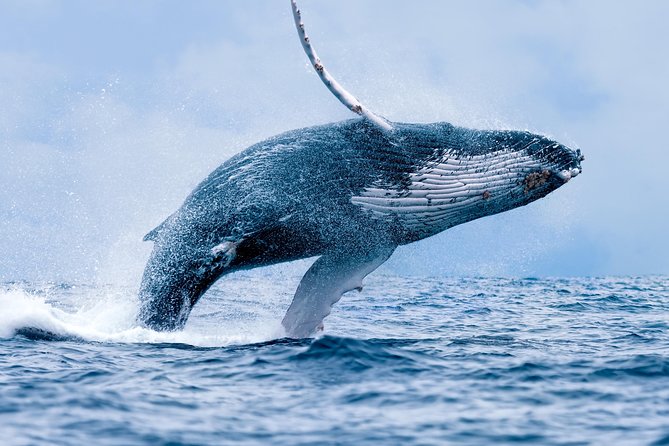 From Maalaea Harbor: Whale Watch Cruise Aboard the Malolo - Good To Know