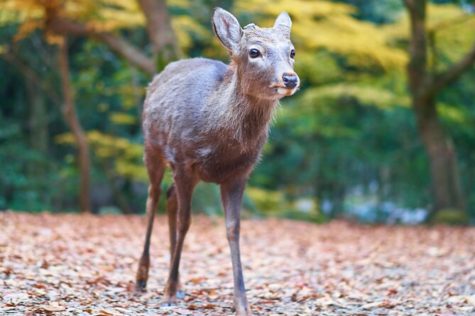 From Osaka, Nara Private Customizable Day Tour - Good To Know