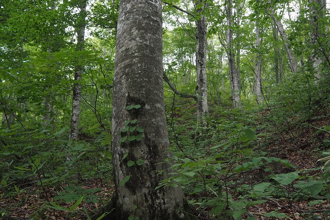 Full Day World Heritage Shirakami Mountains Hiking Tour - Good To Know