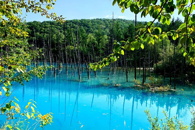 Furano, Biei & Blue Pond Full-Day Private Tour (Up to 21 Pax) - Good To Know