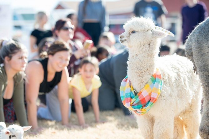 Goat and Alpaca Yoga in Arizona - A Unique Yoga Experience