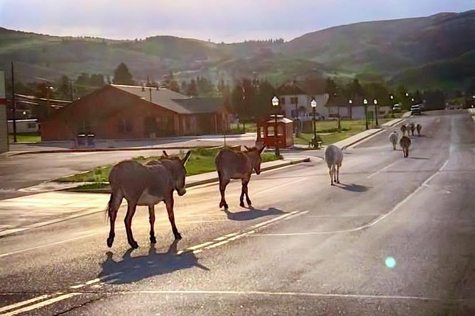 Gold Belt Scenic Byway Jeep Tour From Cañon City - Good To Know