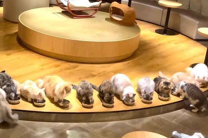 Gotokuji Cat Temple Shinjuku Cat Cafe and 3D Cat Tour - Good To Know