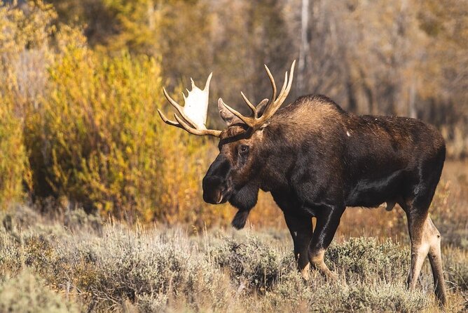 Grand Teton and Its Wildlife: Private Guided Tour - Good To Know