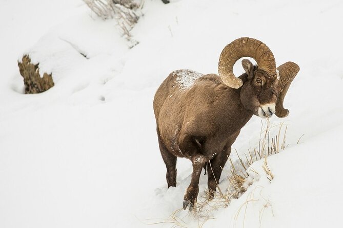 Grand Teton Private Winter Tour - Good To Know
