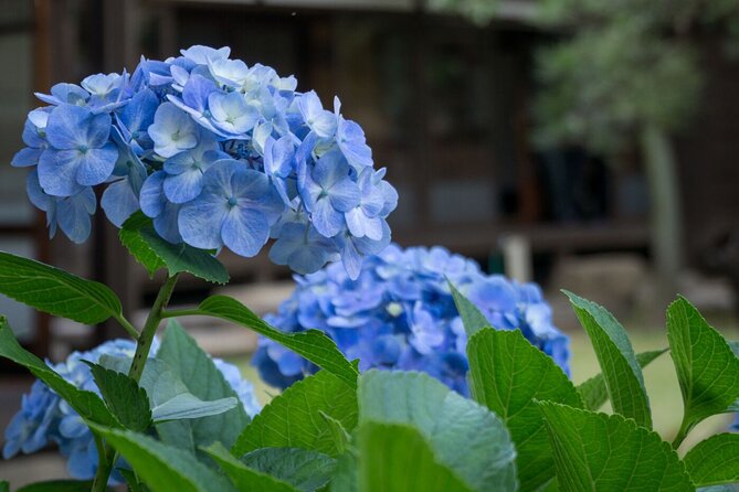 Guided Garden Walk: Nagoya Castle, Gardens & Historic Estate - Good To Know