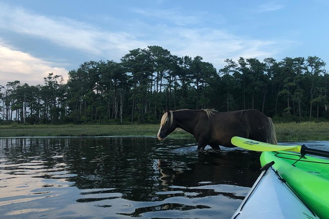 Guided Kayak Tour to See Ponies, Birds, Dolphins and More - Good To Know