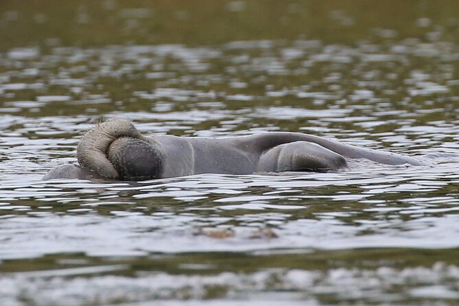 Guided Kayaking Manatee Tour Near Orlando - Good To Know