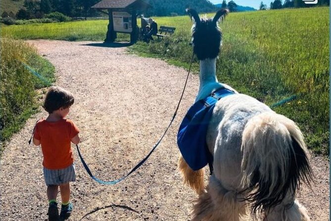Guided Llama Hike in the Rocky Mountains - Good To Know