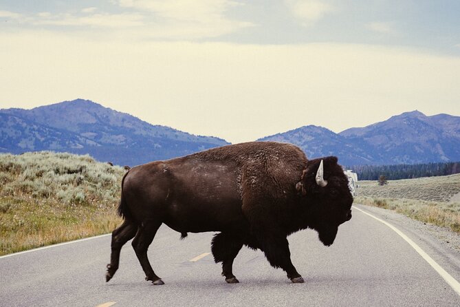 Guided Yellowstone Wildlife Tour - Good To Know