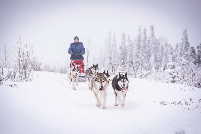 Half Day Drive Your Own Dog Team Dog Sledding Tour - Good To Know