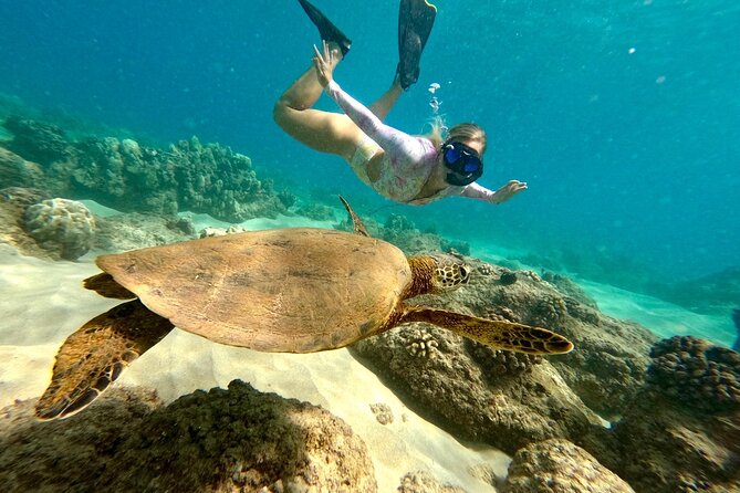 Hilo Sea Turtle Snorkel Adventure - Good To Know