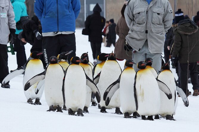 Hokkaido: Asahiyama Zoo, Furano, and Ningle Terrace Full Day Tour - Good To Know