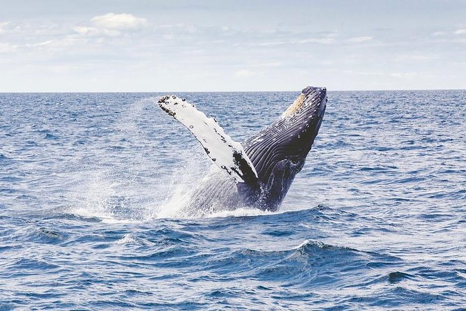 Icy Strait Shore Excursion: Whale Watching Adventure Tour - Good To Know