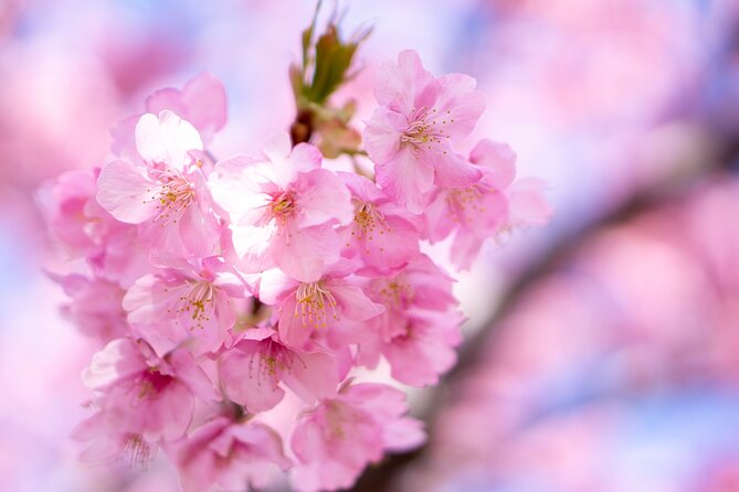 Kawazu Cherry Blossom Sightseeing Tour - Good To Know