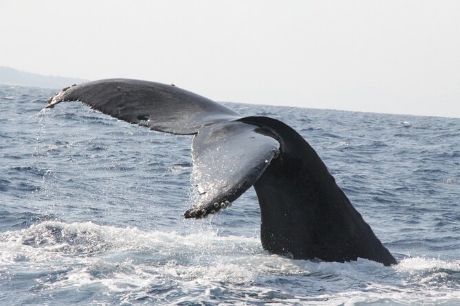 Kerama Tokashiki Island and Whale Watching Tour - Good To Know