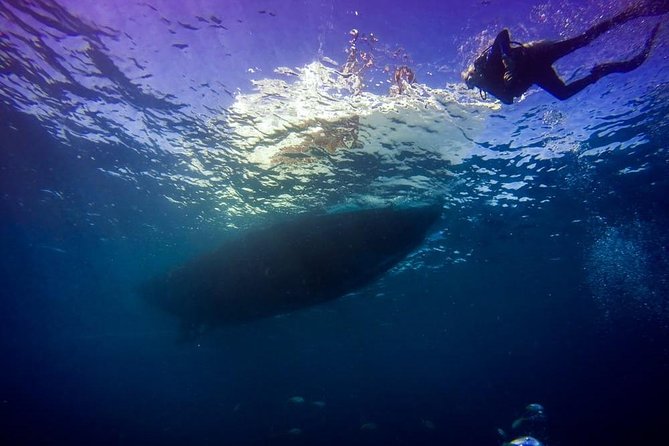 Key Largo 2 Tank Dive Trip - Good To Know