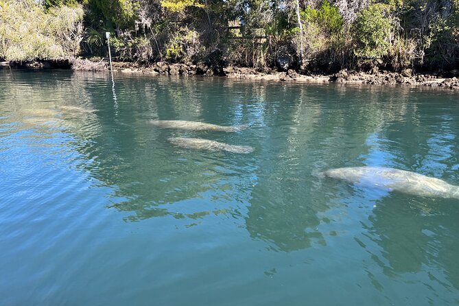 Kings Bay Eco Tours - Good To Know