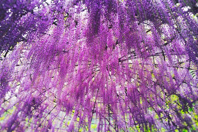 Kitakyushu Kawachi Wisterias Blossom Garden Day Bus Tour - Good To Know