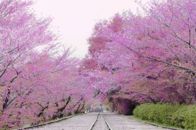 Kyoto Cherry Blossom With Miyako Odori 1 Day Walking Tour - Good To Know