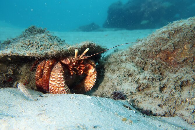 Luxury Snorkeling on Your Vacation Exclusively Private Guaranteed - Good To Know