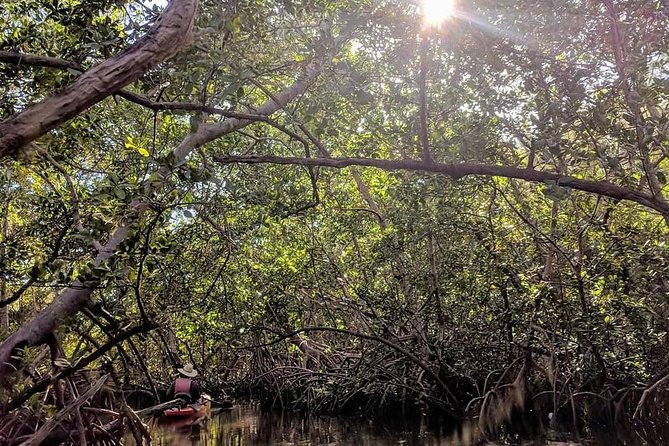 Mangrove Tunnels Pedal Kayak Eco-Tour in Anna Maria - Good To Know