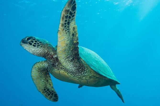 Maui Certified Shore Diving From Lahaina - Good To Know