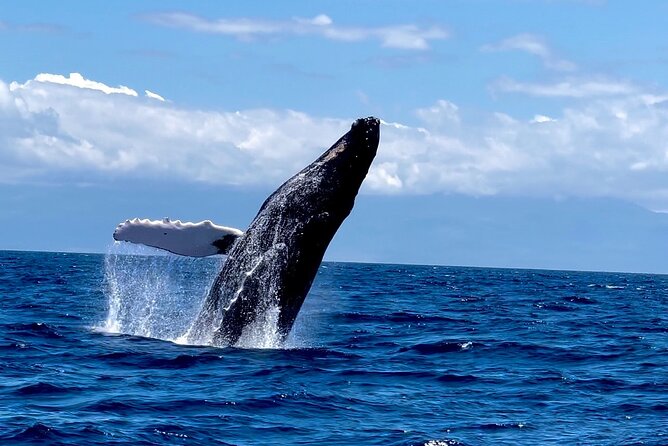 Maui Mid Day Magic Whale Watch - Good To Know