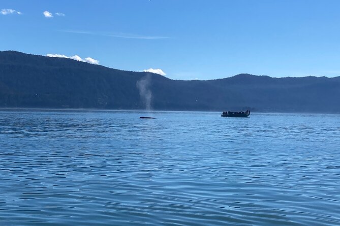 Mendenhall Glacier and Whale Watching Tour - Good To Know