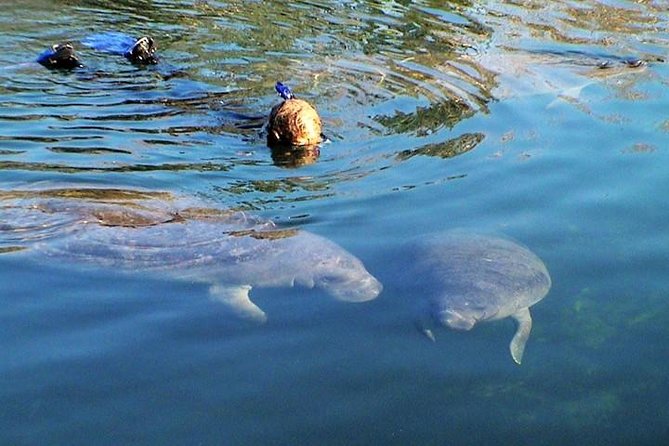Morning Swim and Snorkel With Manatees-Guided Crystal River Tour - Good To Know