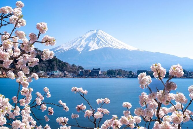 Mt. Fuji Cherry Blossom and Shibasakura Festival Tour - Good To Know