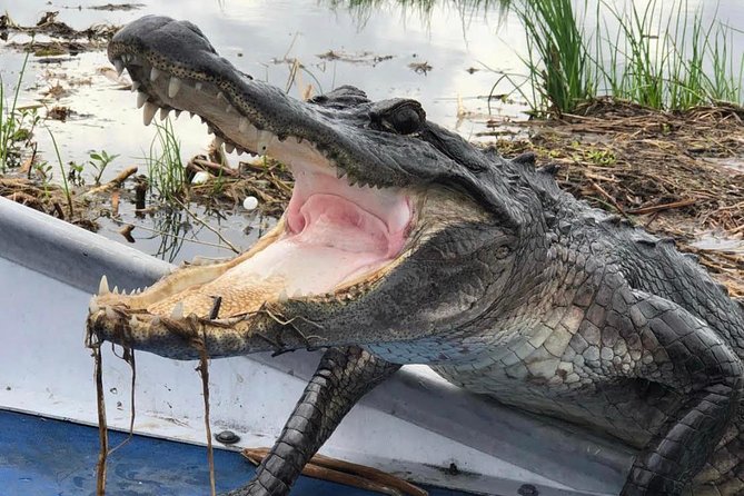 New Orleans Large Airboat Swamp Tour - Good To Know