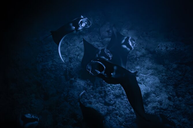 Night Manta Ray Snorkel With Videos - Good To Know