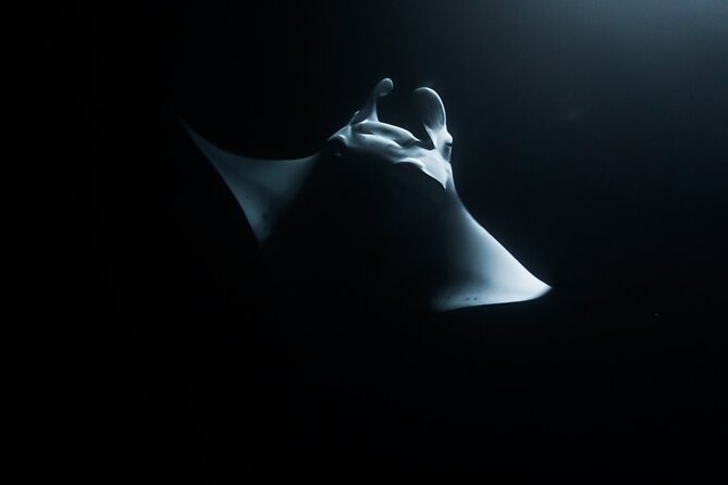 One Tank Manta Night Dive and Snorkel - Good To Know