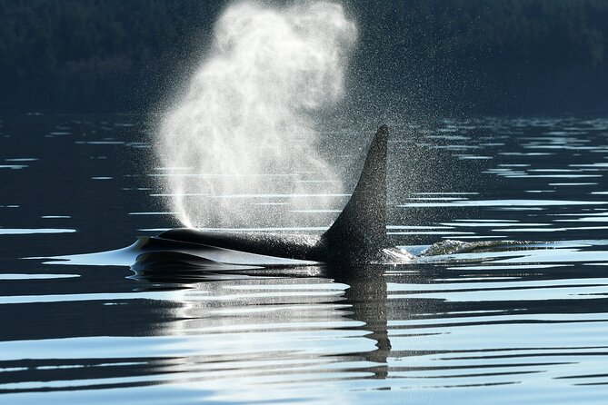 Only Wildlife and Whale Watching Tour Leaving From Seattle - Good To Know