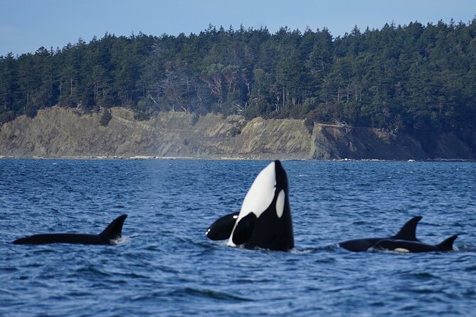 Orca Whale Tour From Orcas Island - Good To Know