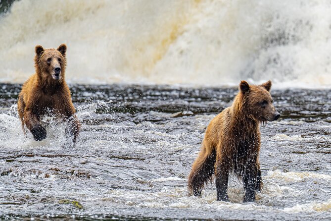 Peak Season Bear Viewing By Seaplane - Good To Know