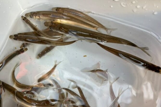 Powder Belt Pass 5 Days Ticket,Smelt Ice Fishing at Lake Kanayama - Good To Know
